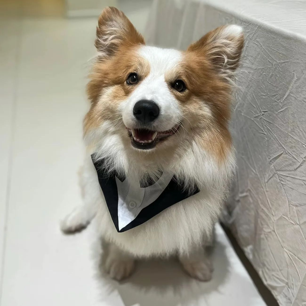 Suit Supply Wedding Party - 반려견 의류 패션 파티 쇼 정장